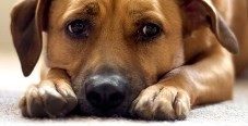 Стерилизация собаки на дому - 5900 рублей