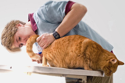 Как отучить кошку запрыгивать на стол