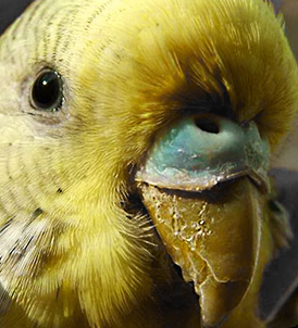 Нарост на клюве у волнистого попугая: почему появляется и что с ним делать