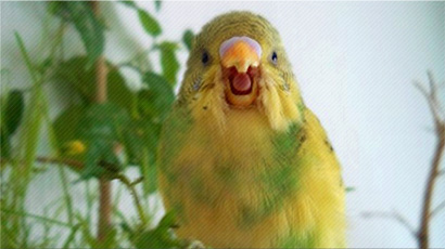 волнистый попугай кашляет